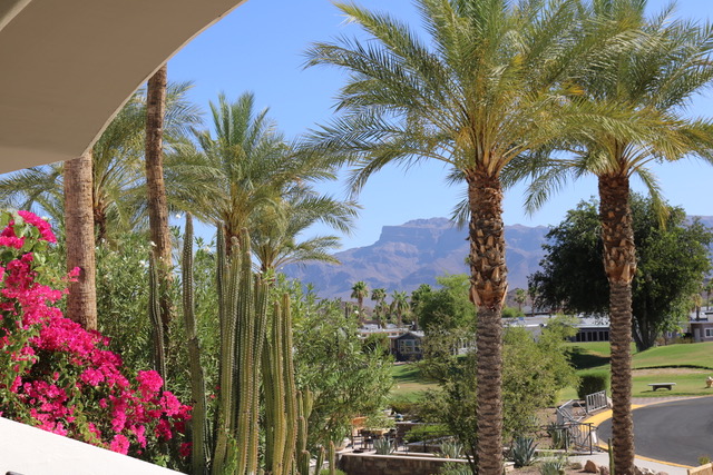 A view of palm trees, cacti, and blooming pink bougainvillea with distant mountains under a clear blue sky.