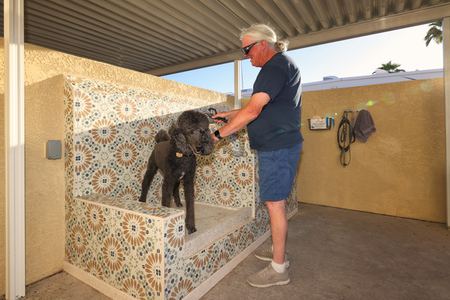 A man in sunglasses brushes a black poodle standing on a tiled pet grooming station under a covered outdoor area.